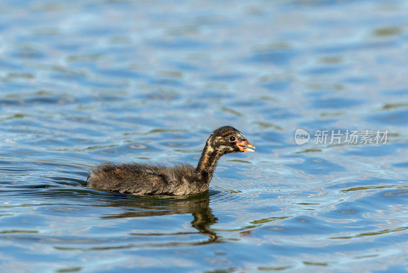 年幼的小灰鼠(学名:Tachybaptus ruficollis)